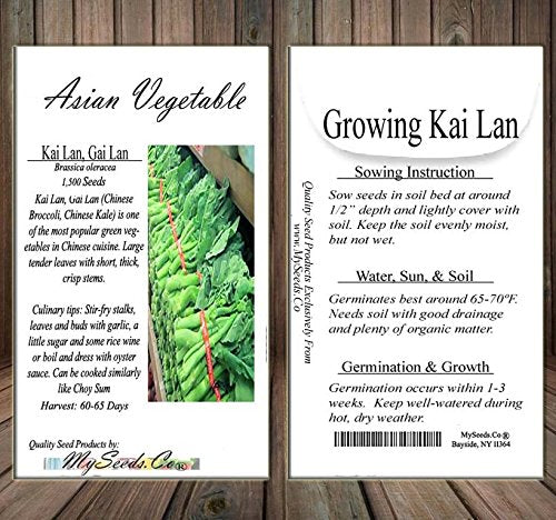 MySeeds.Co Kai Lan harvest-ready stalks ideal for stir-fry or steaming.