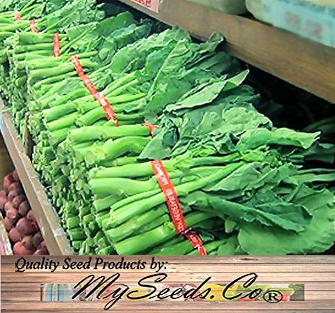 MySeeds.Co Kai Lan leaf stem close-up highlights crisp texture and growth.