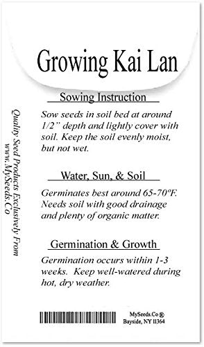 MySeeds.Co Kai Lan young plants thrive in sunlit beds for vibrant greens.