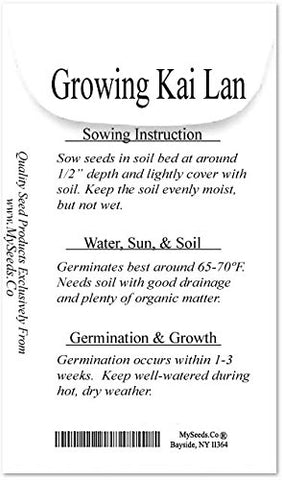 MySeeds.Co Kai Lan young plants thrive in sunlit beds for vibrant greens.