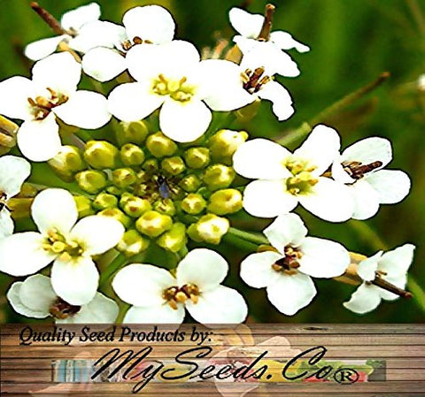 MySeeds.Co non-GMO seeds label signals quality for home growers