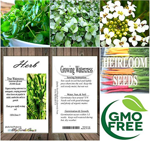MySeeds.Co salad-ready watercress adds color to kitchen plates