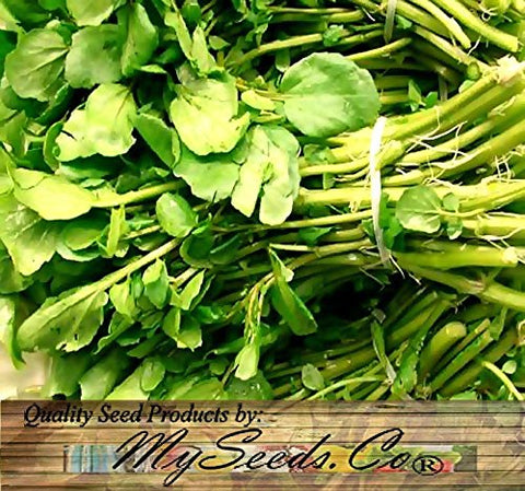 MySeeds.Co true watercress plants look healthy for fast harvests