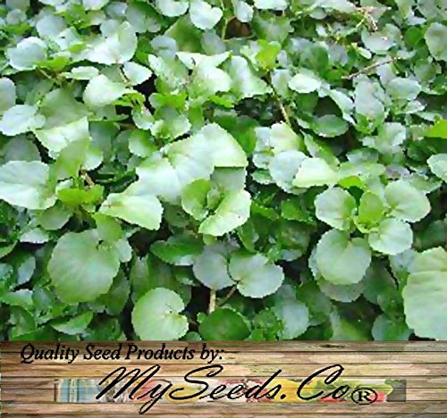 MySeeds.Co zone 3+ seeds thrive in cool climates for greens