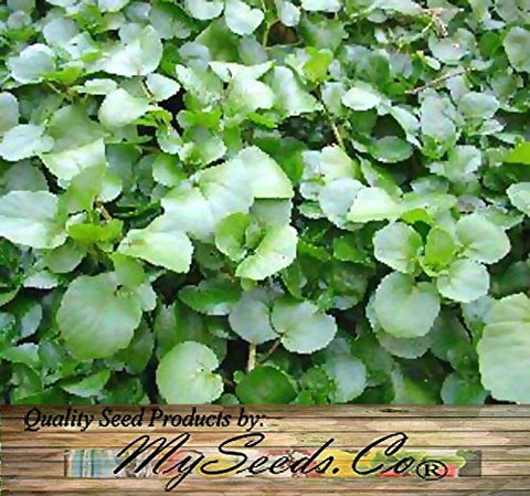 MySeeds.Co zone 3+ seeds thrive in cool climates for greens