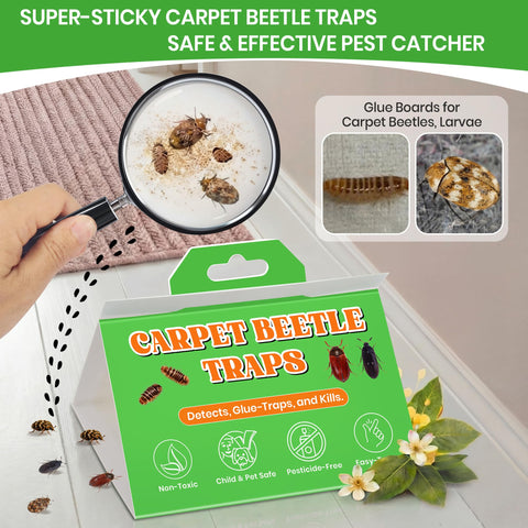 Mysora carpet beetle trap close-up glue shows strong adhesion.