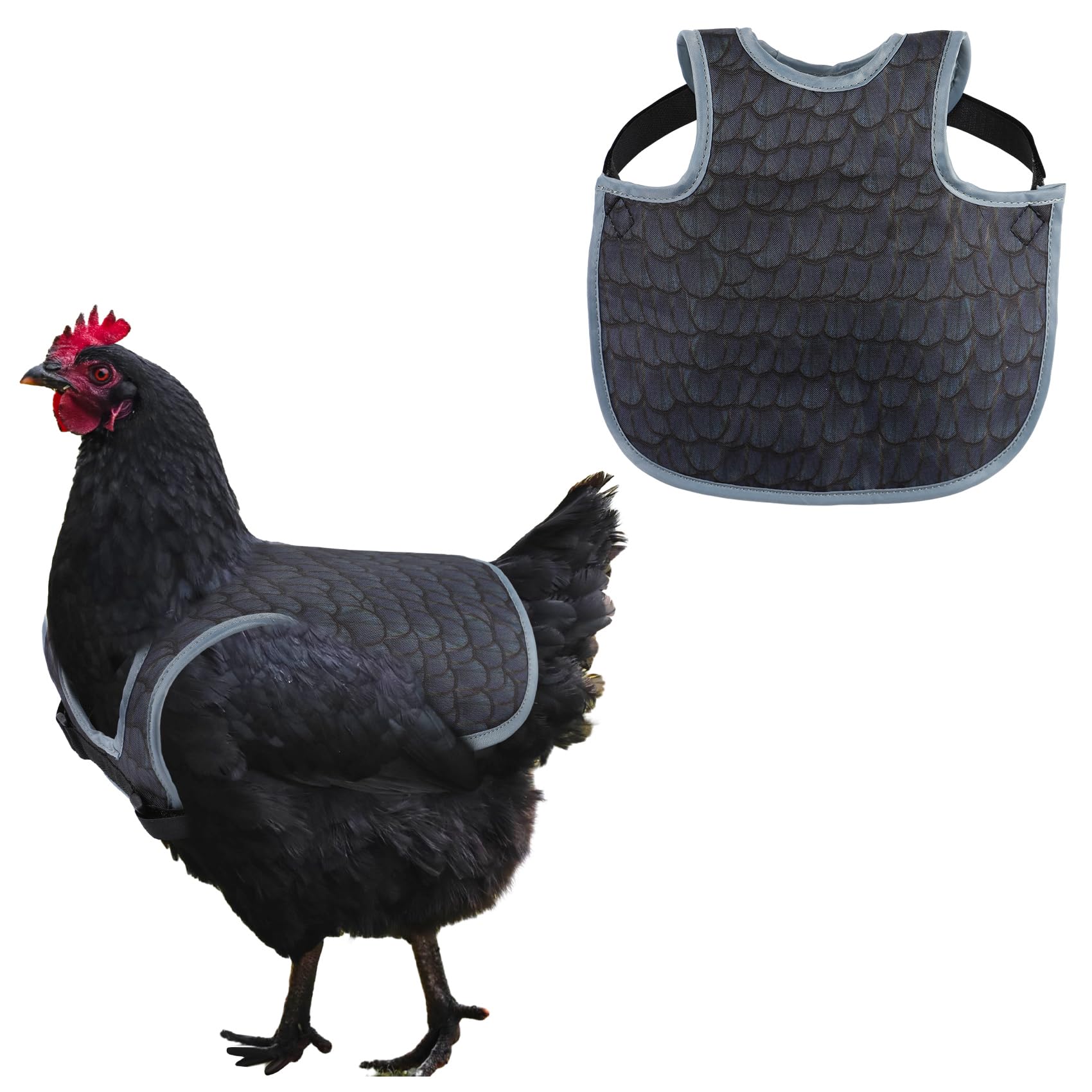 MYWSN chicken saddle back protector on hen, guards feathers during roosting and pecking.