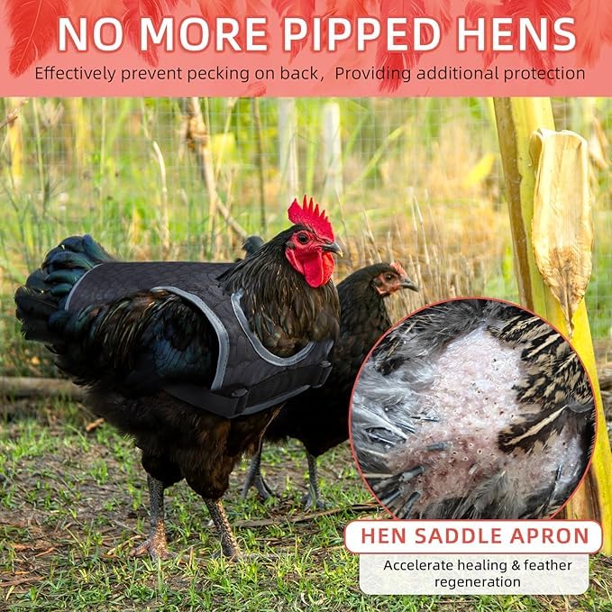 MYWSN hen saddle shown during free-range yard time.