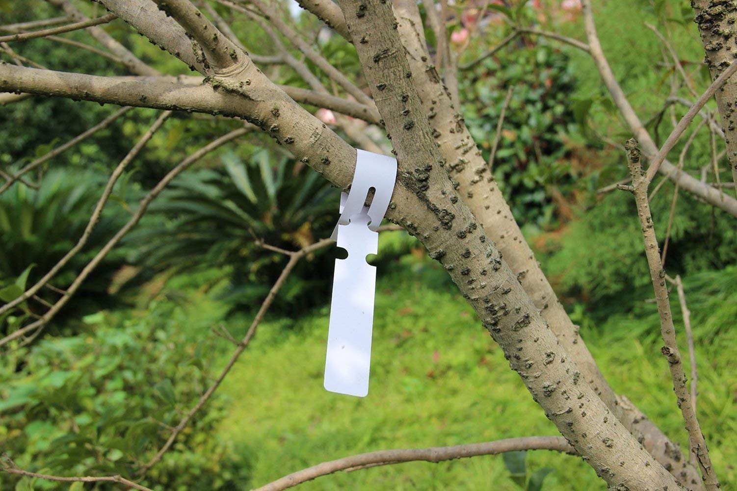 Mziart compact 2cm by 20cm labels fit most stems.
