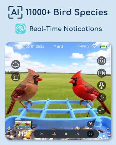 MZniros 2K HD video captures stunning backyard birds.