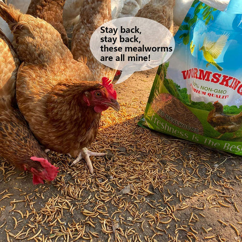 N2 5lb dried mealworms close-up texture, high protein for birds.