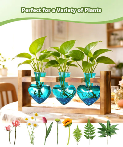 Close-up of Nacome glass vases showing propagation setup for plant cuttings