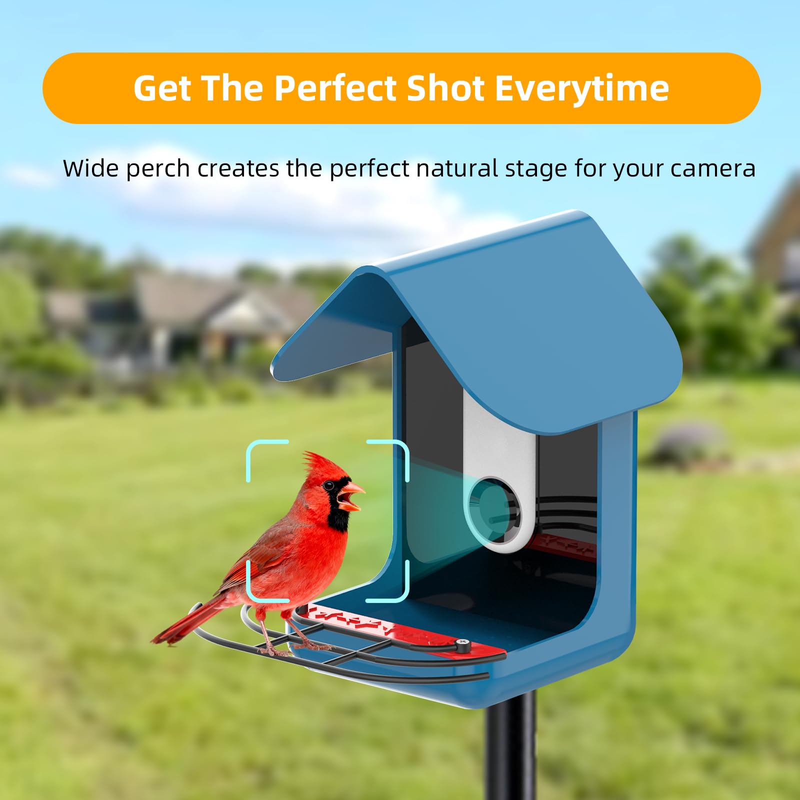 Nakucholy expanded perching space allows multiple birds to land on the extender.