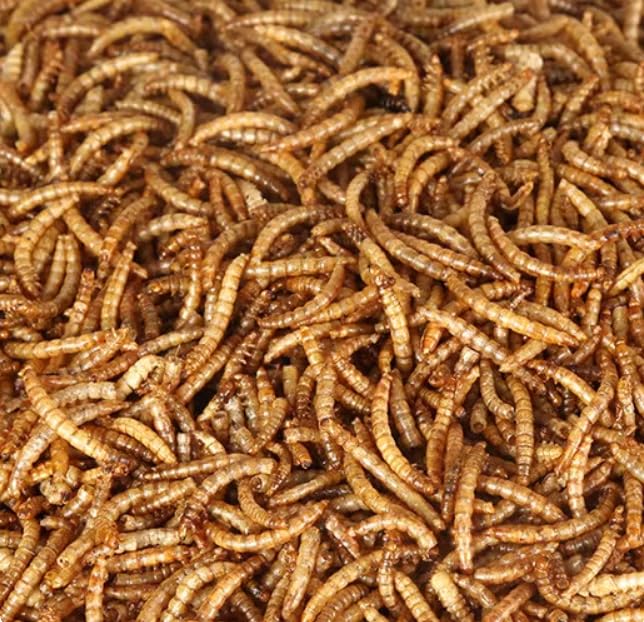 NAOUTHLY high-protein mealworms ideal for chicken and duck diets.