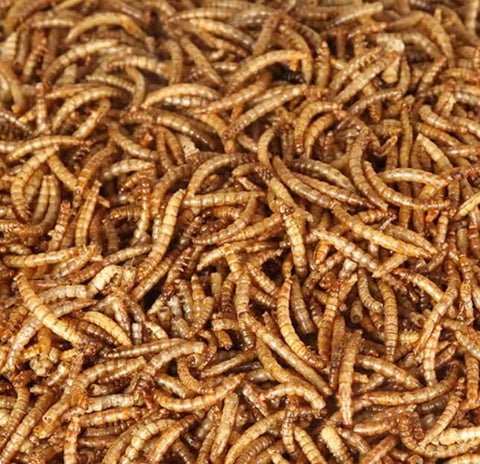 NAOUTHLY high-protein mealworms ideal for chicken and duck diets.