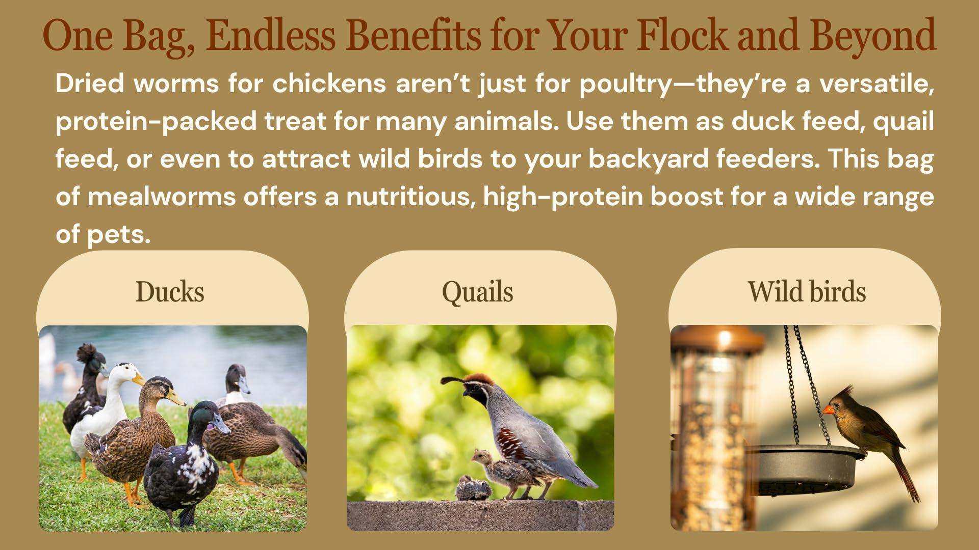 NAOUTHLY mealworms in birds diet show natural protein for outdoor feeders