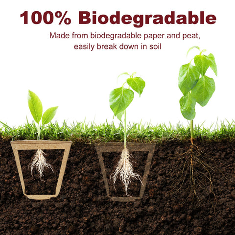 Napia seedling kit with pots and labels helps track seed varieties.