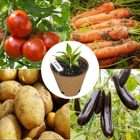 Napia transplant-friendly seedling pots support easy in-soil transplantation.