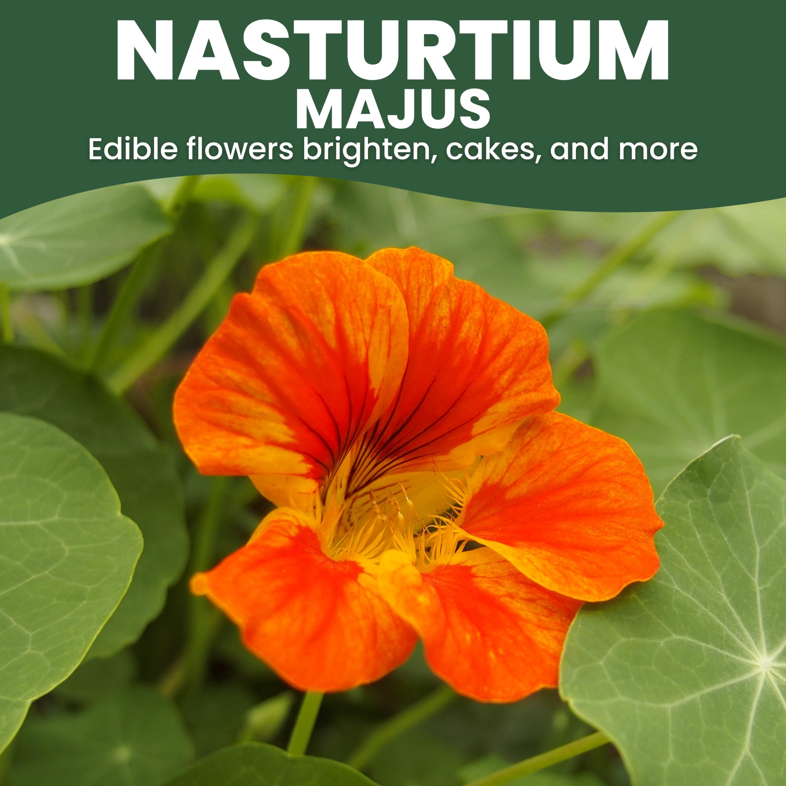 Nasturtium majus thriving in a Family Sown border garden with bright blooms.