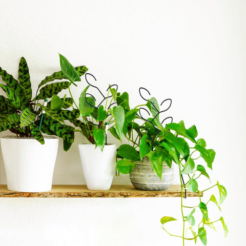 Natrlart leaf-shaped trellis makes a thoughtful gift for plant lovers.