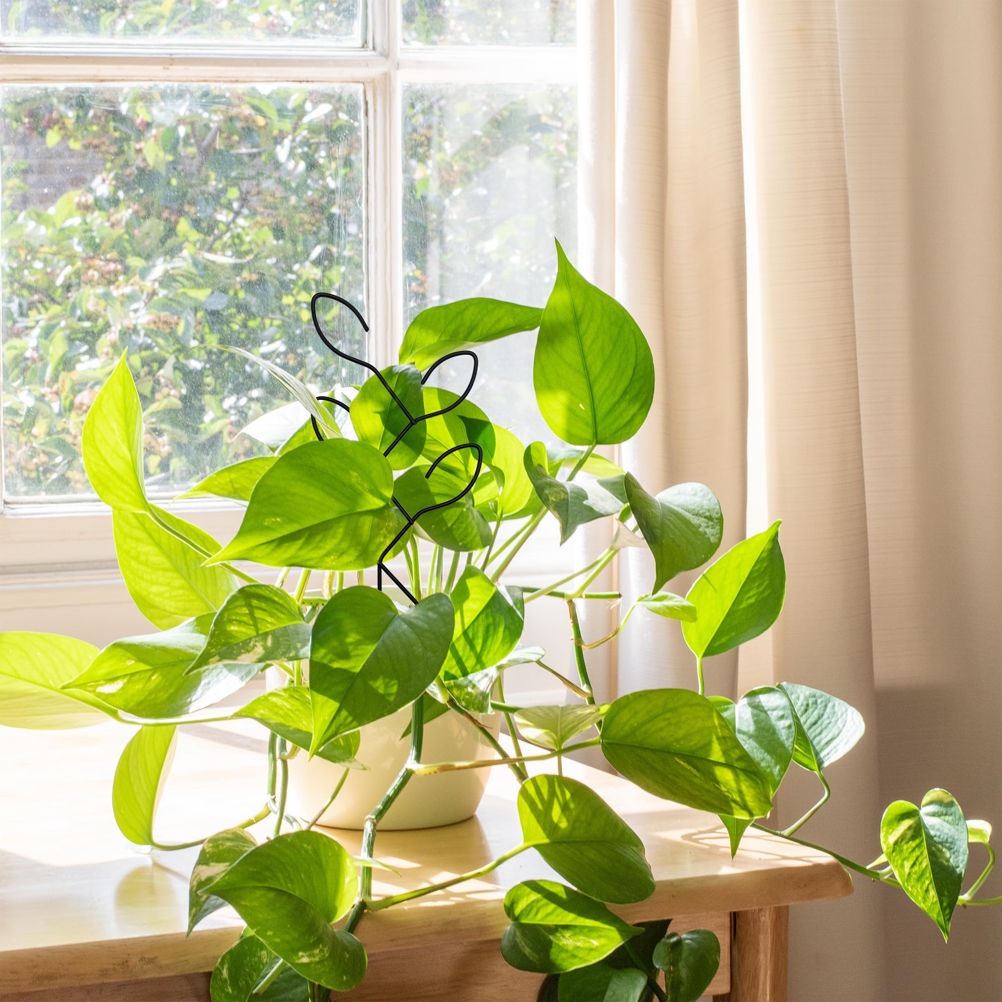 Natrlart houseplant trellis setup provides structured growth for Monstera, pothos, and more.