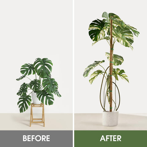NATSUKY aluminum-core moss pole durability prevents breakage
