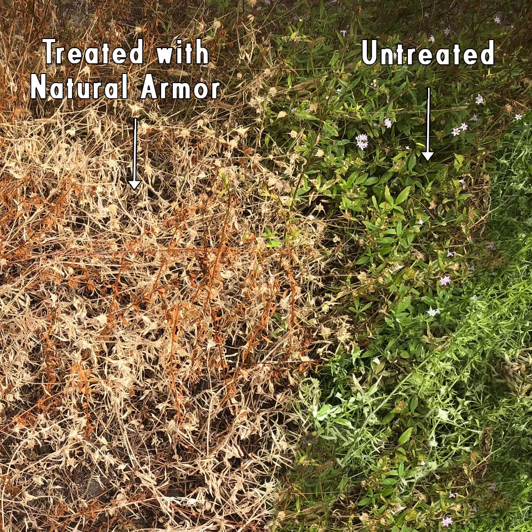 Natural Armor weed killer along fence line targets unwanted growth.