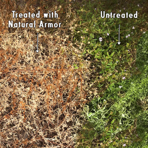 Natural Armor weed killer along fence line targets unwanted growth.