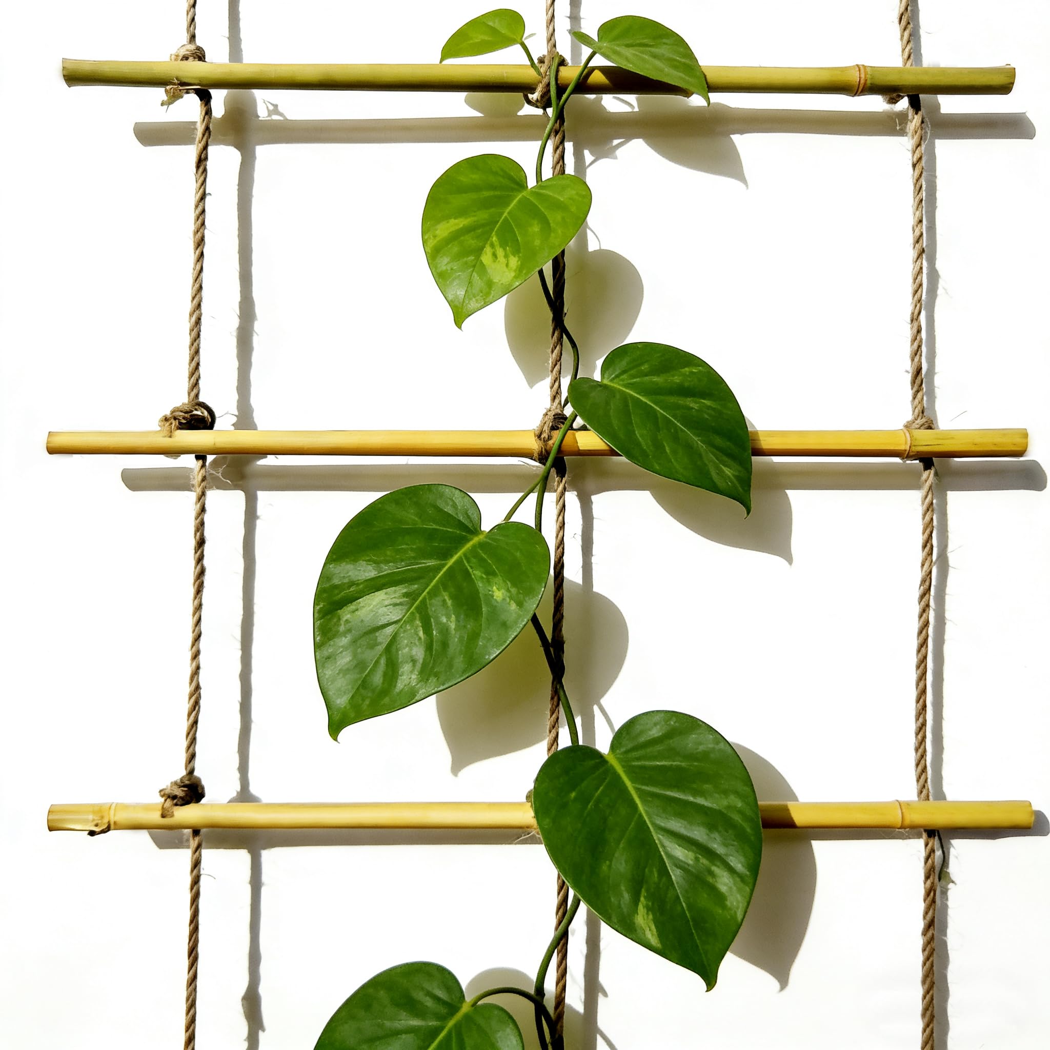 Natural Bamboo Ladder Trellis outdoor setting ready for patios and walls