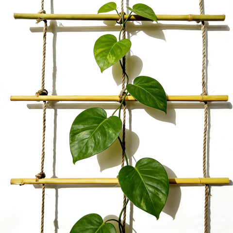 Natural Bamboo Ladder Trellis outdoor setting ready for patios and walls
