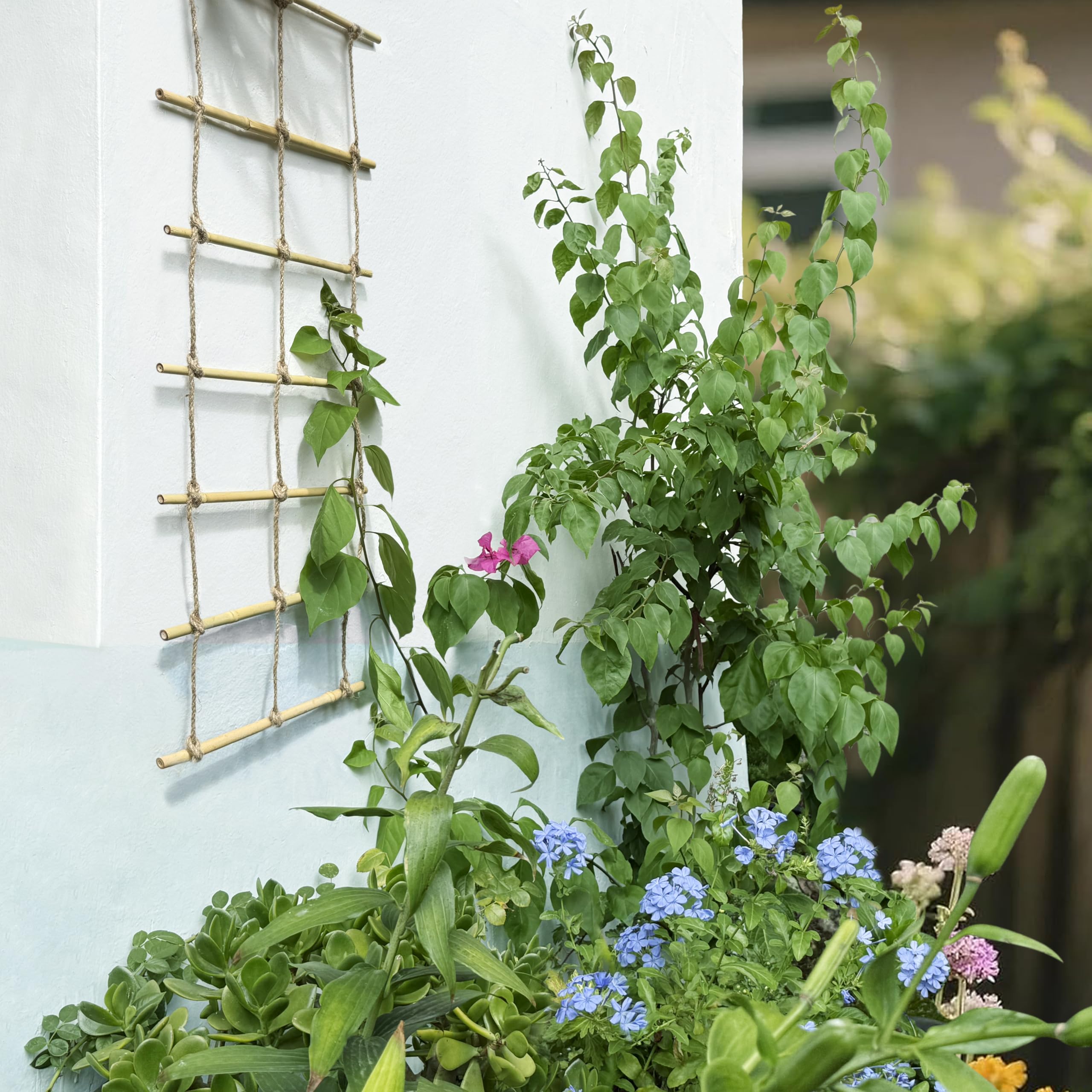 Natural Bamboo Ladder Trellis with vines demonstrating 17-tier support system