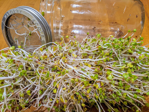 Natural Roots salad mix sprouts seed pack offers diverse flavors for bowls