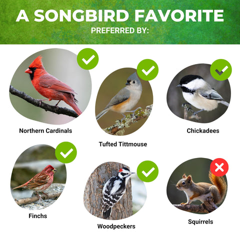 Outdoor feeder scene with Nature Anywhere safflower Supreme for steady seed flow.