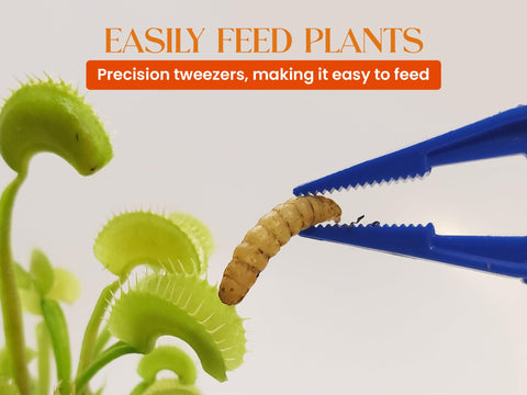 Nature Gift Store BSF larvae provide nutrition for carnivorous plants.