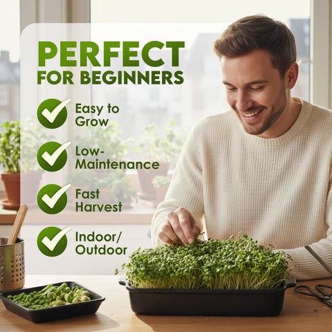 Nature Jims Radish Sprout Seeds in Kitchen, add nutrient-dense greens easily.