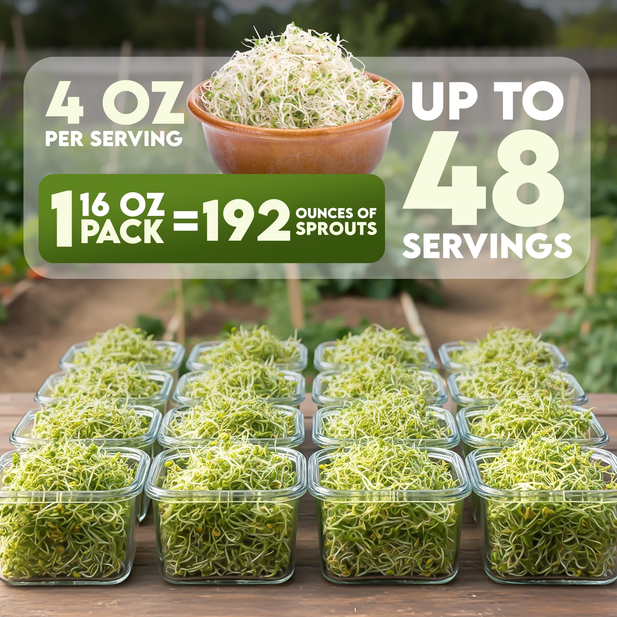 Nature Jims Radish Sprouts Growing at Home, quick harvests for salads.