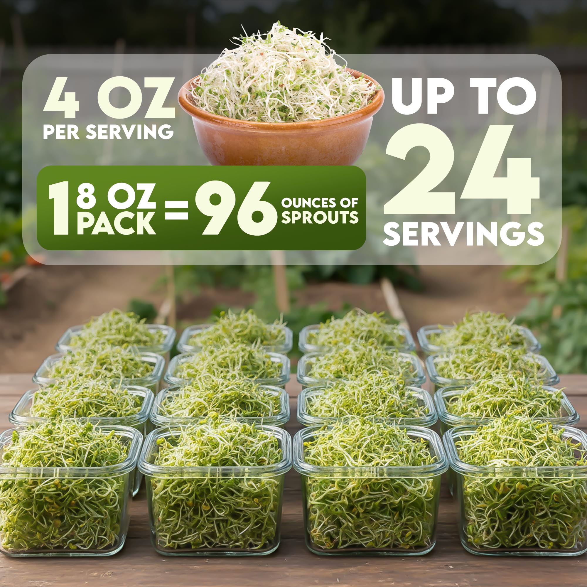 Close-up of five-day-old broccoli sprouts from Nature Jims seeds.