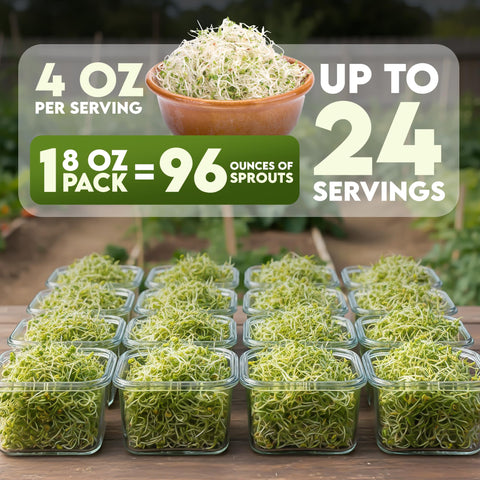Close-up of five-day-old broccoli sprouts from Nature Jims seeds.