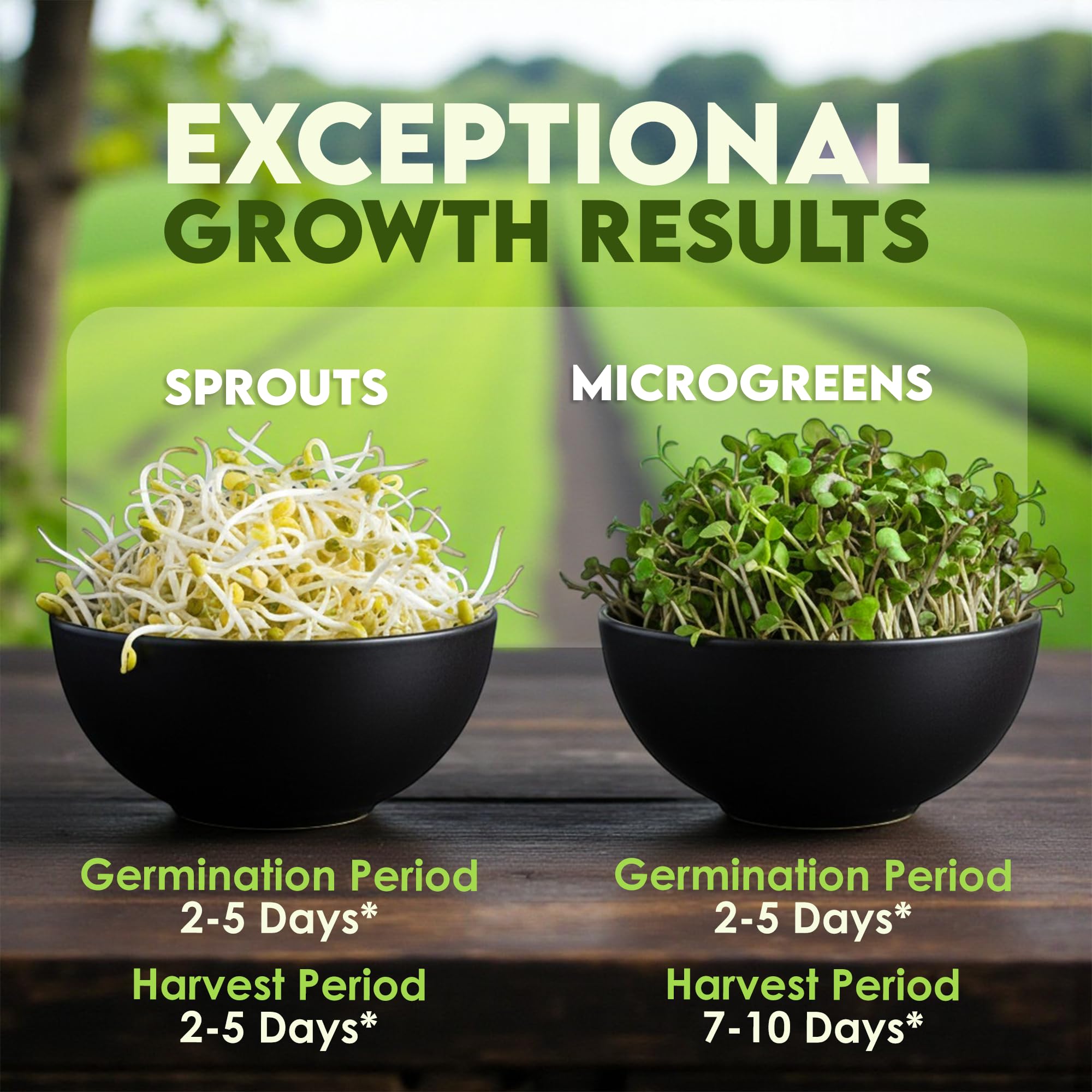 Indoor windowsill sprouting setup with Nature Jims seeds for easy indoor growing.