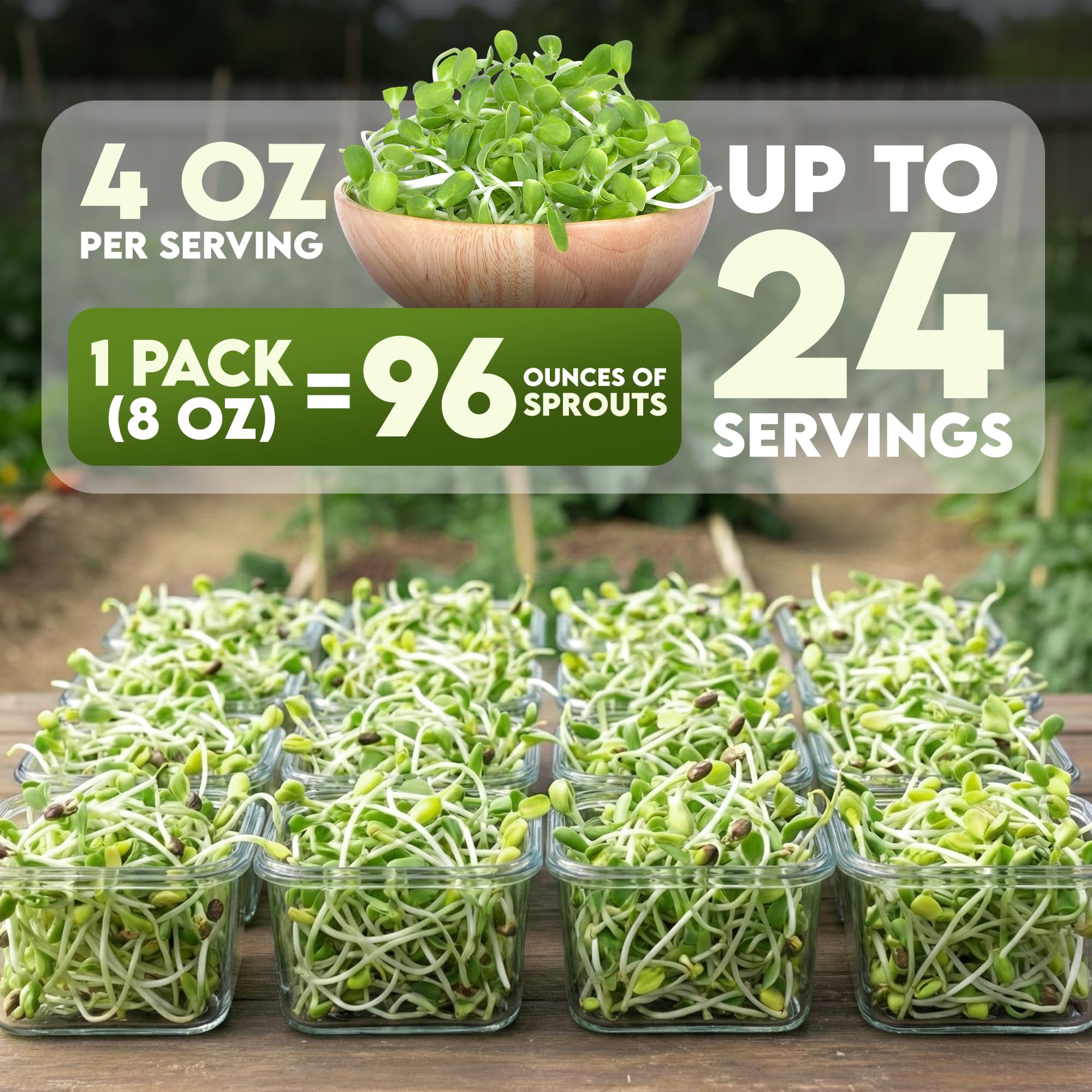 Nature Jims Sprouts sunflower microgreens harvested for salads and wraps.