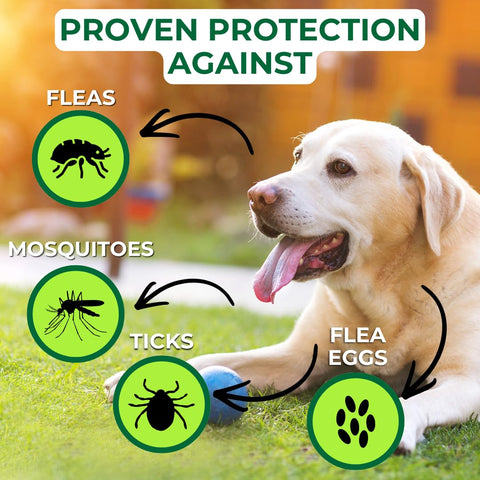 Ideal for dog play areas and yard entry points.