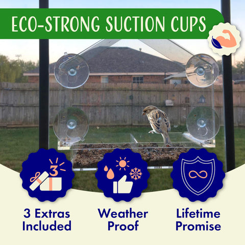 Nature's Hangout feeder shown with simple cleaning routine for maintenance