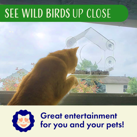 Nature's Hangout TikTok-popular window feeder attracts nature lovers online.