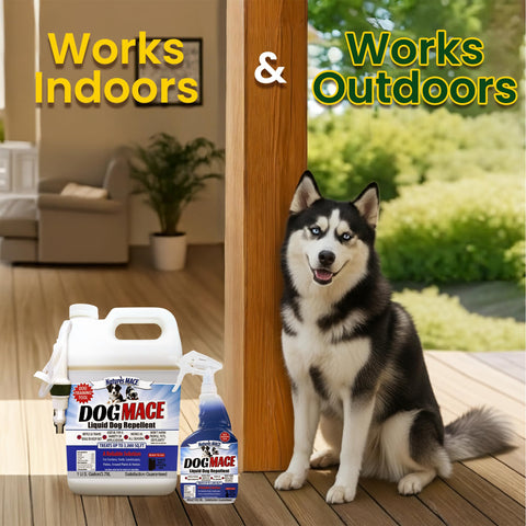 Nature's MACE spray used indoors and outdoors to deter digging.