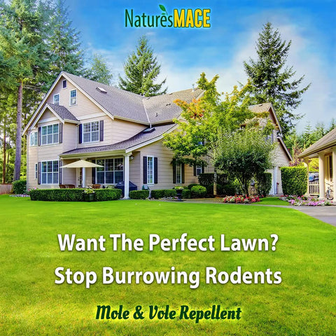 Large outdoor area coverage with Nature's MACE demonstrates practical deterrence.