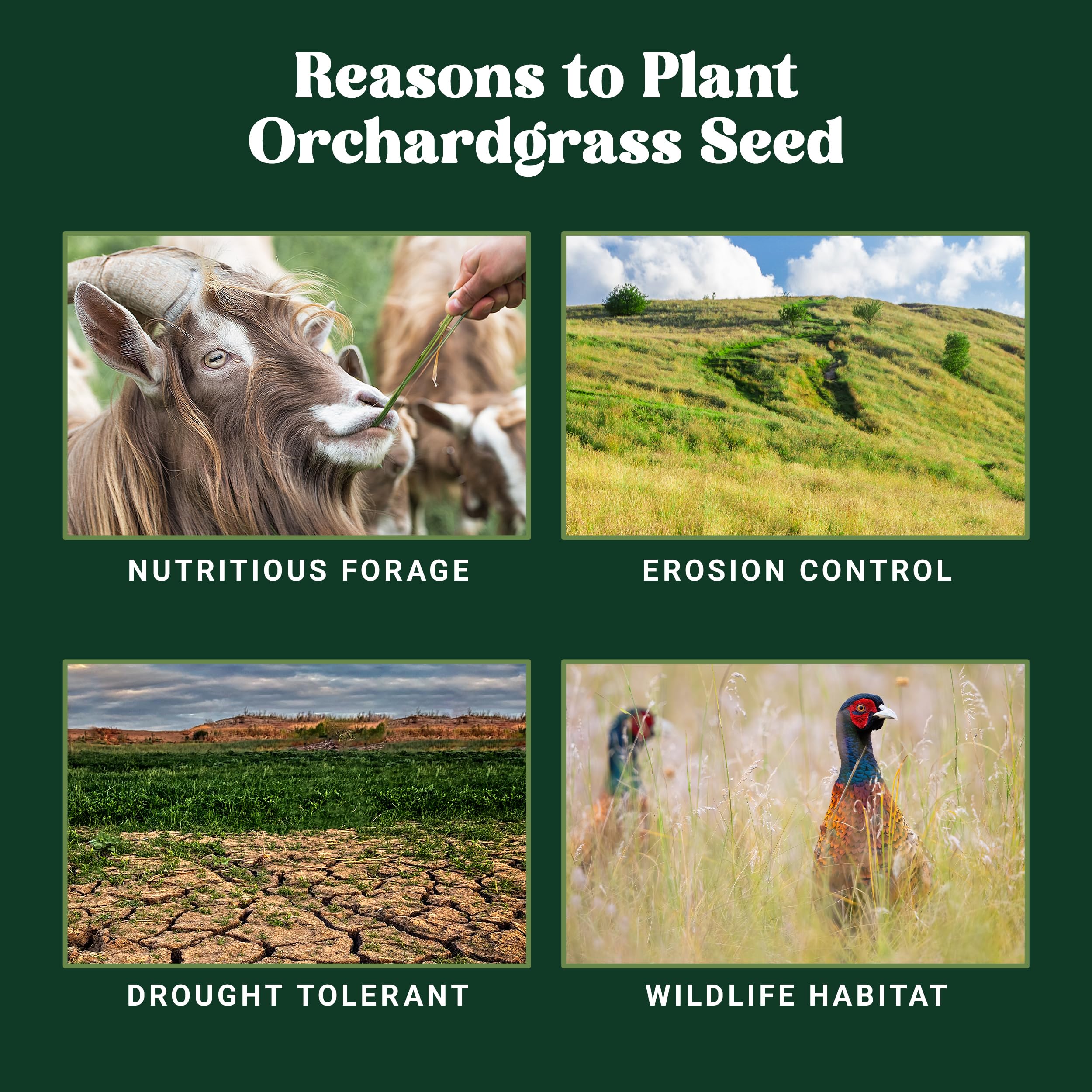 Nature's Seed Orchardgrass flourishing with red clover for legume compatibility.