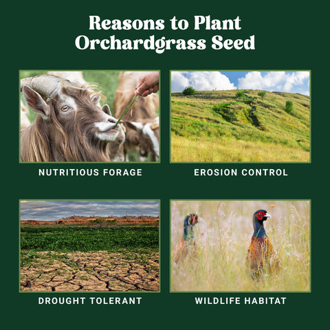 Nature's Seed Orchardgrass flourishing with red clover for legume compatibility.