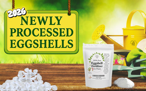 Natures Vitality Farms eggshell powder reacting with vinegar to create calcium solution