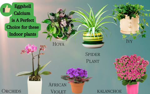 Product label showing 4 oz eggshell fertilizer for indoor and outdoor use