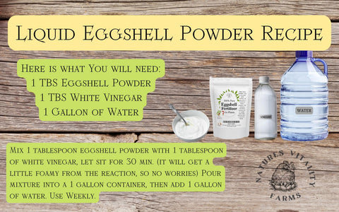 Watering tomato plants with a calcium-rich eggshell fertilizer solution